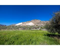 Terreno Rustico con Olivos Centenarios