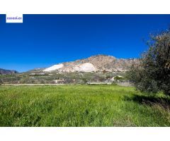 Terreno Rustico con Olivos Centenarios