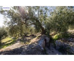 Terreno Rustico con Olivos Centenarios