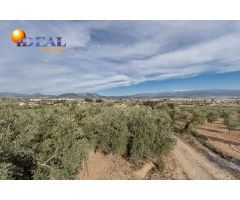 MAGNÍFICA PARCELA CERCANA A CTRA. DE URB. EL TORREÓN