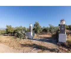 Casa rural con 300 olivos de riego y almendras