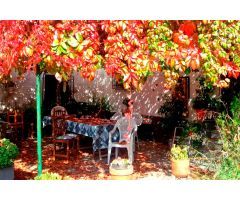 CASA CORTIJO CON PARCELA RÚSTICA DE RIEGO