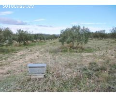 TERRENO RUSTICO