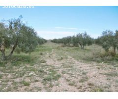 TERRENO RUSTICO