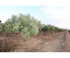 Casa de campo en Venta en Fondó de les Neus, el/Hondón de las Nieves, Alicante