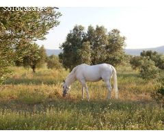 Chalet en Venta en Castalla, Alicante