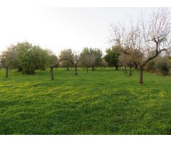 Finca rústica en venta en Selva
