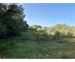 GRAN OPORTUNIDAD EN ALGAIDA! TERRENO RUSTICO DE 10.658m2