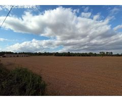 Gran finca rústica a 3 km de Porreres