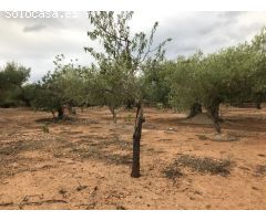 finca rustica con casa de campo y balsa, con agua