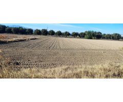 PARCELA 5000MT. ZONA ALJUCER PARA EDIFICAR