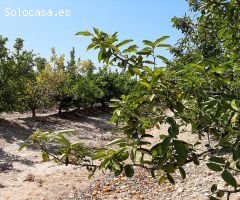 Magnífica finca de mandarinas variedad tango