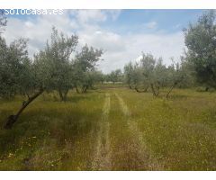 Finca rustica en Venta en Otura, Granada