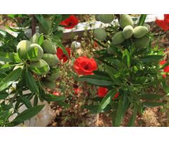 FINCA DE RECREO