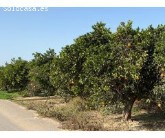 TERRENO RUSTICO,  EN POLIÑA DE XUQUER,  CON NARAJOS, APTO TAMBIEN PARA HUERTA .