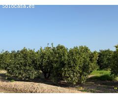 TERRENO RUSTICO,  EN POLIÑA DE XUQUER,  CON NARAJOS, APTO TAMBIEN PARA HUERTA .