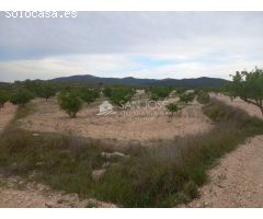 VENTA DE PARCELA EN PINOSO , RUSTICO AGRARIO ECOLÓGICO SECANO