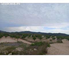 VENTA DE PARCELA EN PINOSO , RUSTICO AGRARIO ECOLÓGICO SECANO