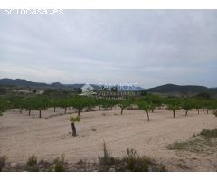 VENTA DE PARCELA EN PINOSO , RUSTICO AGRARIO ECOLÓGICO SECANO
