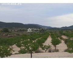 VENTA DE PARCELA EN PINOSO , RUSTICO AGRARIO ECOLÓGICO SECANO