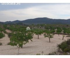 VENTA DE PARCELA EN PINOSO , RUSTICO AGRARIO ECOLÓGICO SECANO