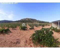 SE VENDE PARCELA EN PRODUCCION DE VIÑA MONASTRELL CON CASA, ALGUEÑA, ABANILLA, CASA VITIA