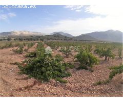 SE VENDE PARCELA EN PRODUCCION DE VIÑA MONASTRELL CON CASA, ALGUEÑA, ABANILLA, CASA VITIA