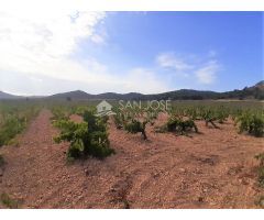 SE VENDE PARCELA EN PRODUCCION DE VIÑA MONASTRELL CON CASA, ALGUEÑA, ABANILLA, CASA VITIA