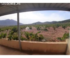 SE VENDE PARCELA EN PRODUCCION DE VIÑA MONASTRELL CON CASA, ALGUEÑA, ABANILLA, CASA VITIA