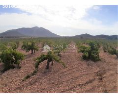 SE VENDE PARCELA EN PRODUCCION DE VIÑA MONASTRELL CON CASA, ALGUEÑA, ABANILLA, CASA VITIA