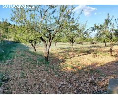 SE VENDE PARCELA EN HONDON DE LAS NIEVES ZONA BAYON