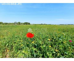 VENTA DE PARCELA RUSTICA EN EL ALTET