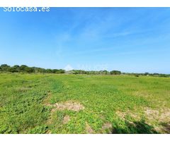 VENTA DE PARCELA RUSTICA EN EL ALTET