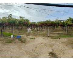 SE VENDE TERRENO CON CASA DE APEROS EN ASPE ZONA HUERTA MAYOR