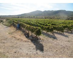 SE VENDE MARAVILLOSA FINCA  EN ESPALDERA (MONOVAR) ALICANTE