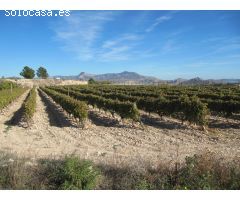 SE VENDE MARAVILLOSA FINCA  EN ESPALDERA (MONOVAR) ALICANTE
