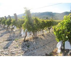 SE VENDE MARAVILLOSA FINCA  EN ESPALDERA (MONOVAR) ALICANTE