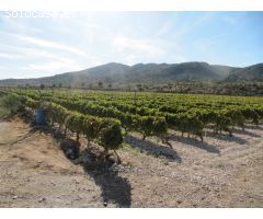 SE VENDE MARAVILLOSA FINCA  EN ESPALDERA (MONOVAR) ALICANTE
