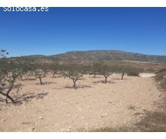 SE VENDE TERRENO RUSTICO EN PINOSO (ALICANTE) SPAIN