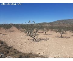 SE VENDE TERRENO RUSTICO EN PINOSO (ALICANTE) SPAIN