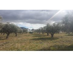 TERRENO RUSTICO EN BIAR CON CULTIVO DE OLIVOS