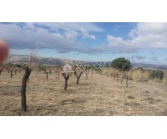 TERRENO RUSTICO EN BIAR CON ALMENDROS Y OLIVOS