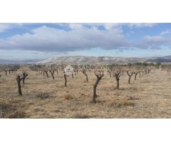 TERRENO RUSTICO EN BIAR CON ALMENDROS Y OLIVOS