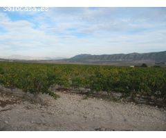 Parcela de 24062 m2 plantada de viña merlot en espaldera.