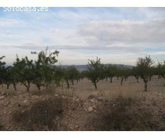 Parcela de 17601 m2 plantada de almendros y a 150 m. del casco urbano.