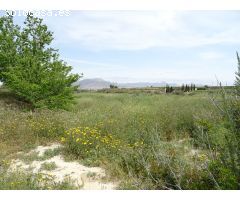 ESPLENDIDA FINCA RUSTICA CON CASA PARA CULTIVAR EN ASPE EN VENTA