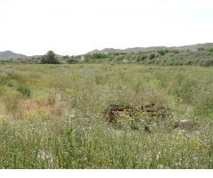 ESPLENDIDA FINCA RUSTICA CON CASA PARA CULTIVAR EN ASPE EN VENTA