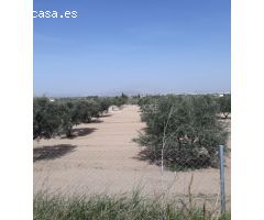SE VENDE PARCELA RUSTICA CON AGUA Y TODA VALLADA EN ASPE