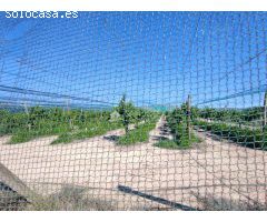 SE VENDE PARCELA EN PRODUCIÓN DE UVA Y PERMISIBLE PARA CONSTRUCCIÓN EN MONFORTE DEL CID.