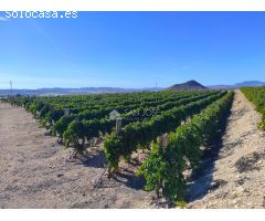 SE VENDE PARCELA DE 40.070 M DE UVA EN PRODUCCIÓN o  CAMPO SOLAR.